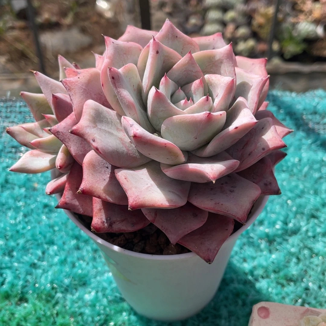 祖母绿多肉植物盆栽多肉