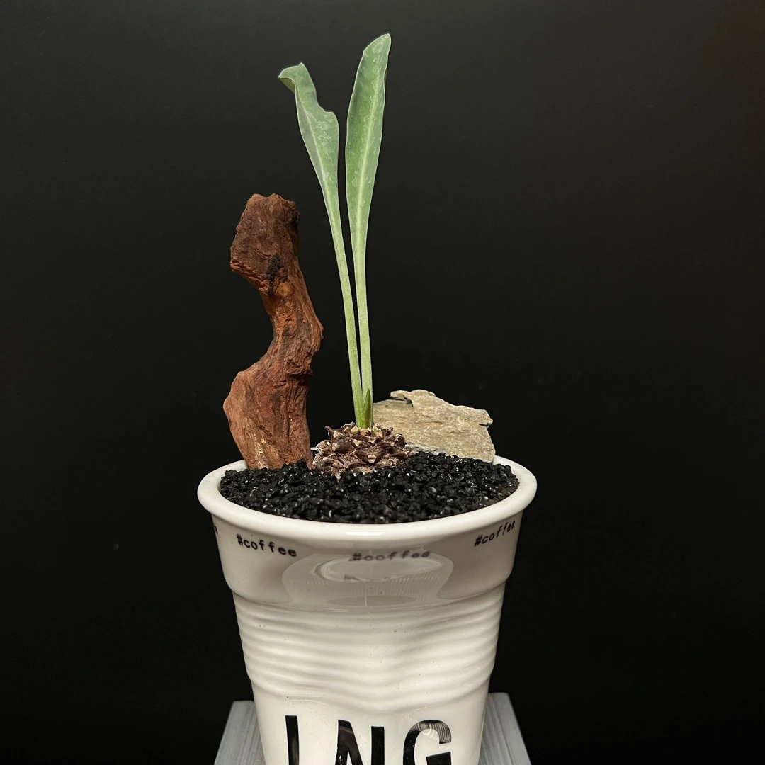 稀有多肉植物铁甲丸裸根夏季会脱叶室内桌面精品