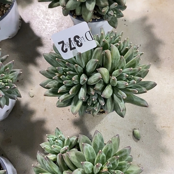 二***妞372暗羽精灵多肉植物