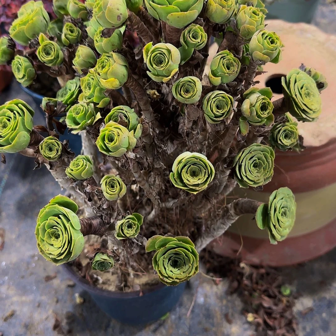 桃***艳老庄绿玫瑰法师35.8