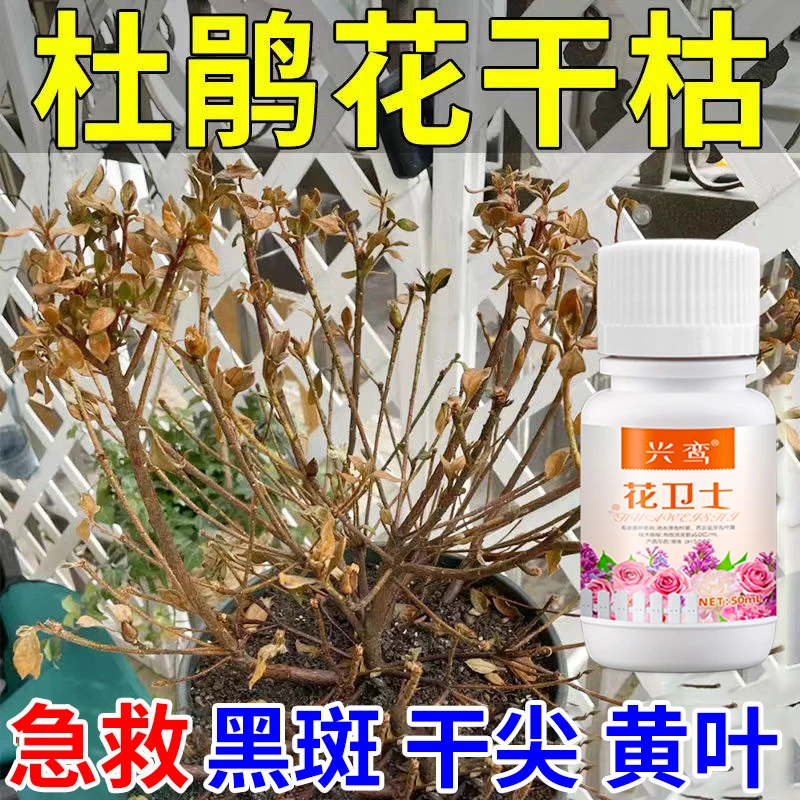 杜鹃花叶斑病专用肥料黑斑焦尖干枯叶子发黄掉花苞映山红营养液