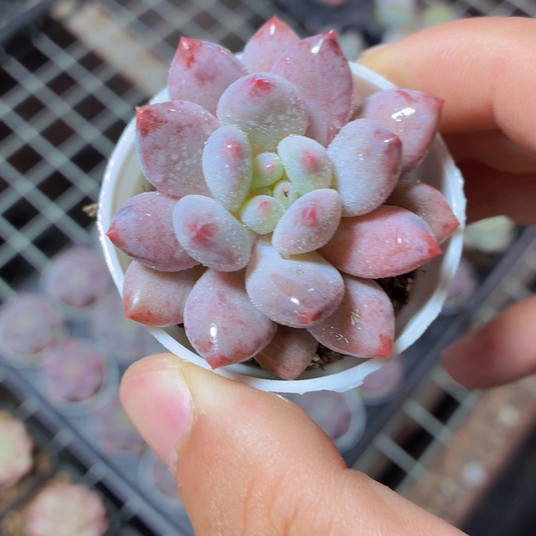 半夏多肉9.9包邮发货