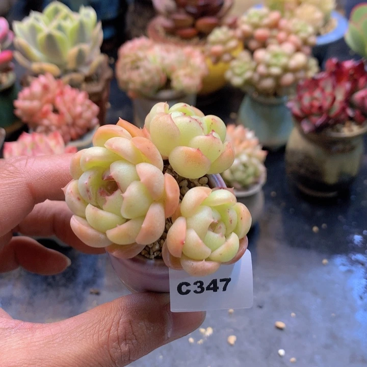 一物一拍满38包邮C347