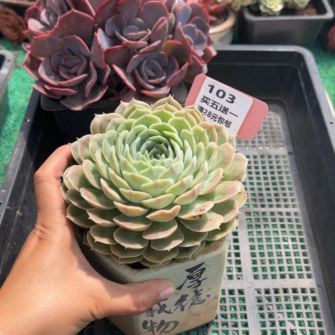 表妹精品多肉植物103.