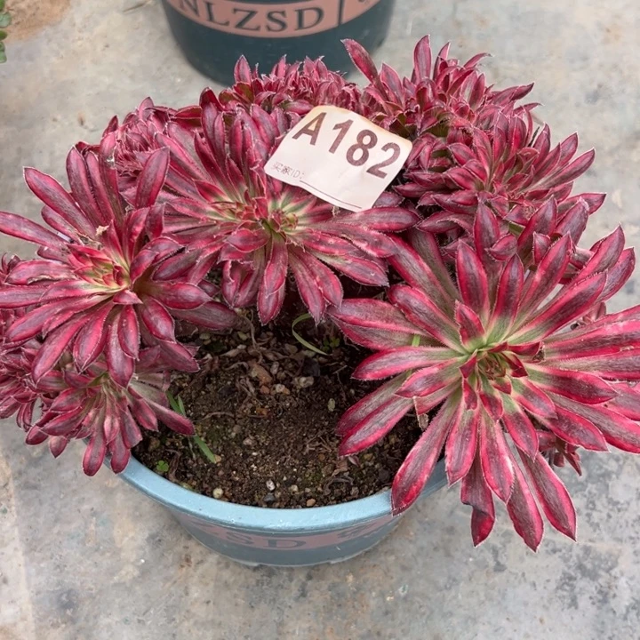 182朱雀缀20厘米左右小精品