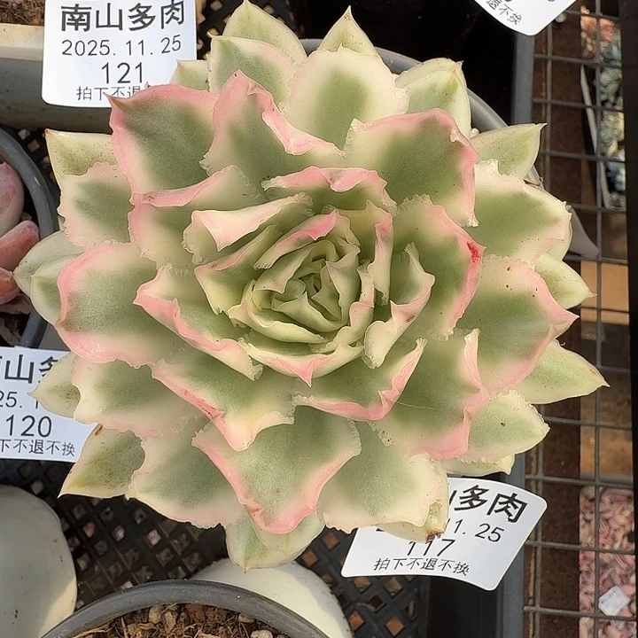 紫蝴蝶锦1111125-117