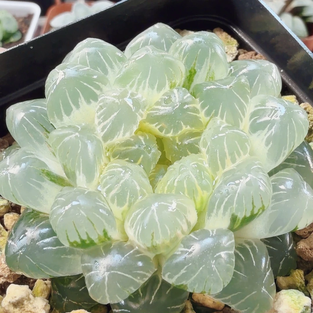 十二卷实生冰灯锦糊班