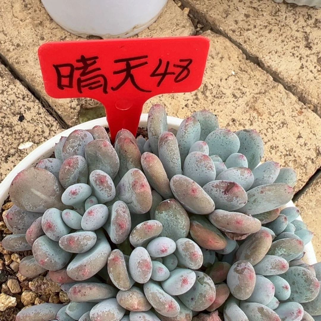 晴***到晴天 48。