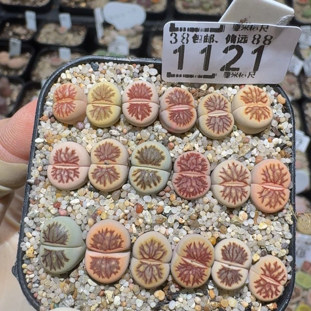 zzzz精品生石花1121
