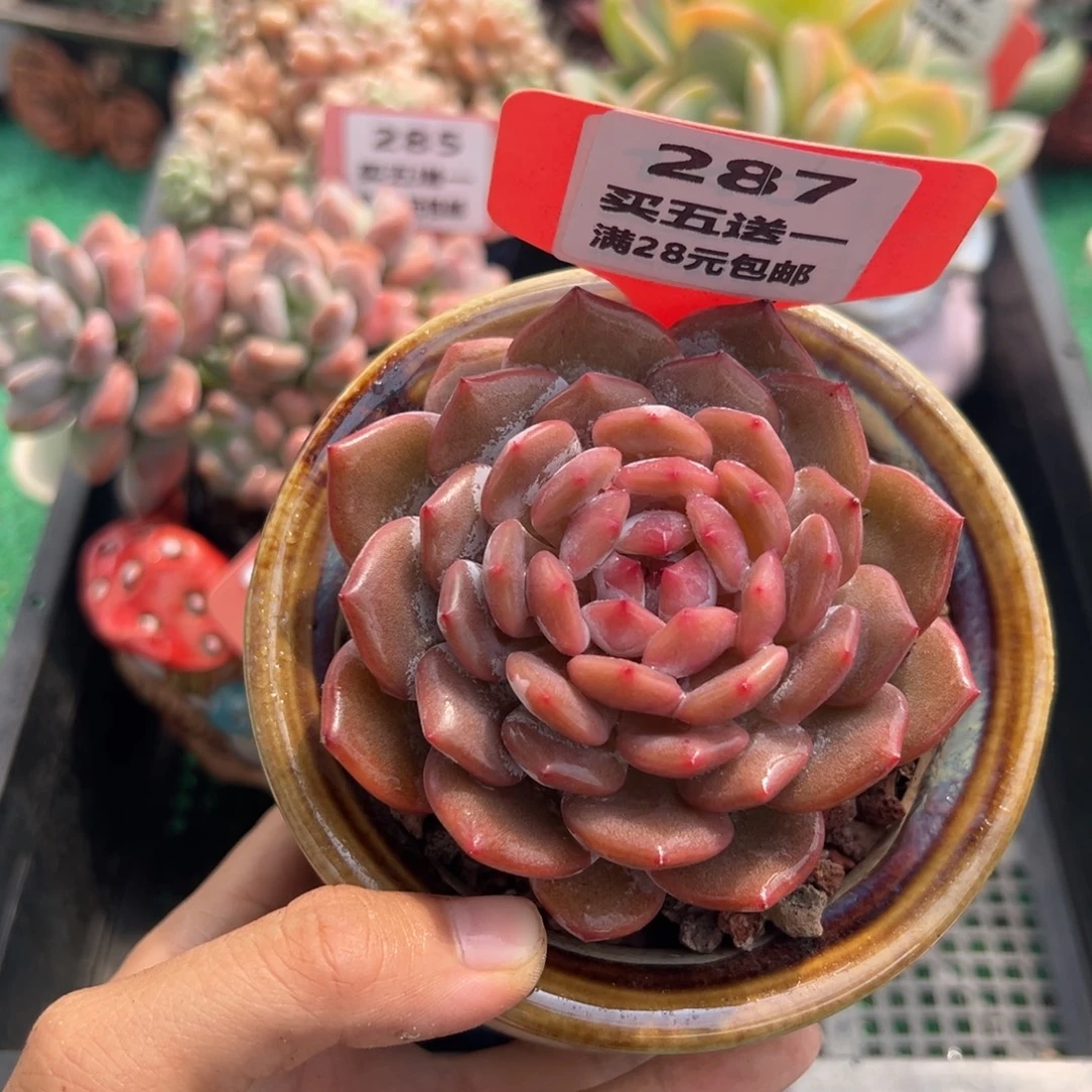 表妹精品多肉植物287.