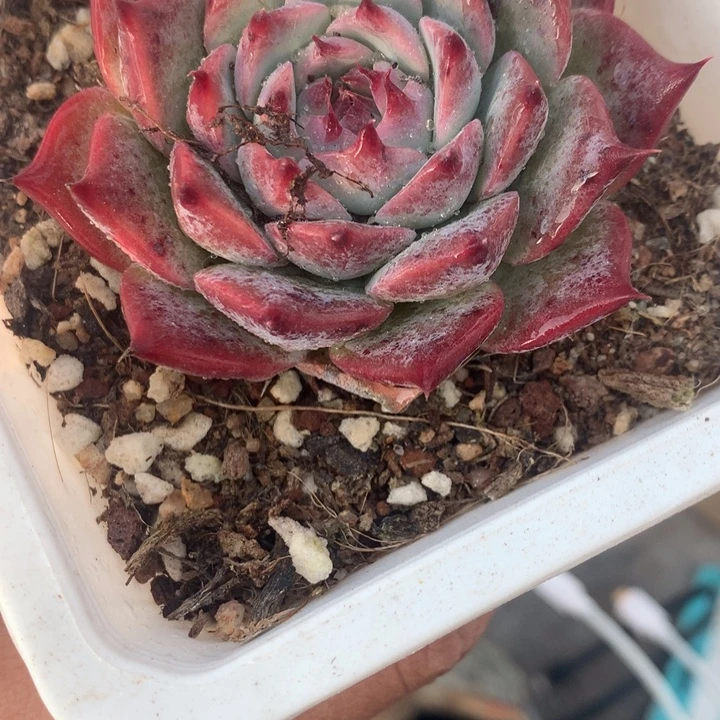 吉娃娃  大号  （不满9.99发空盆需要拍保温不拍扣1颗多肉）