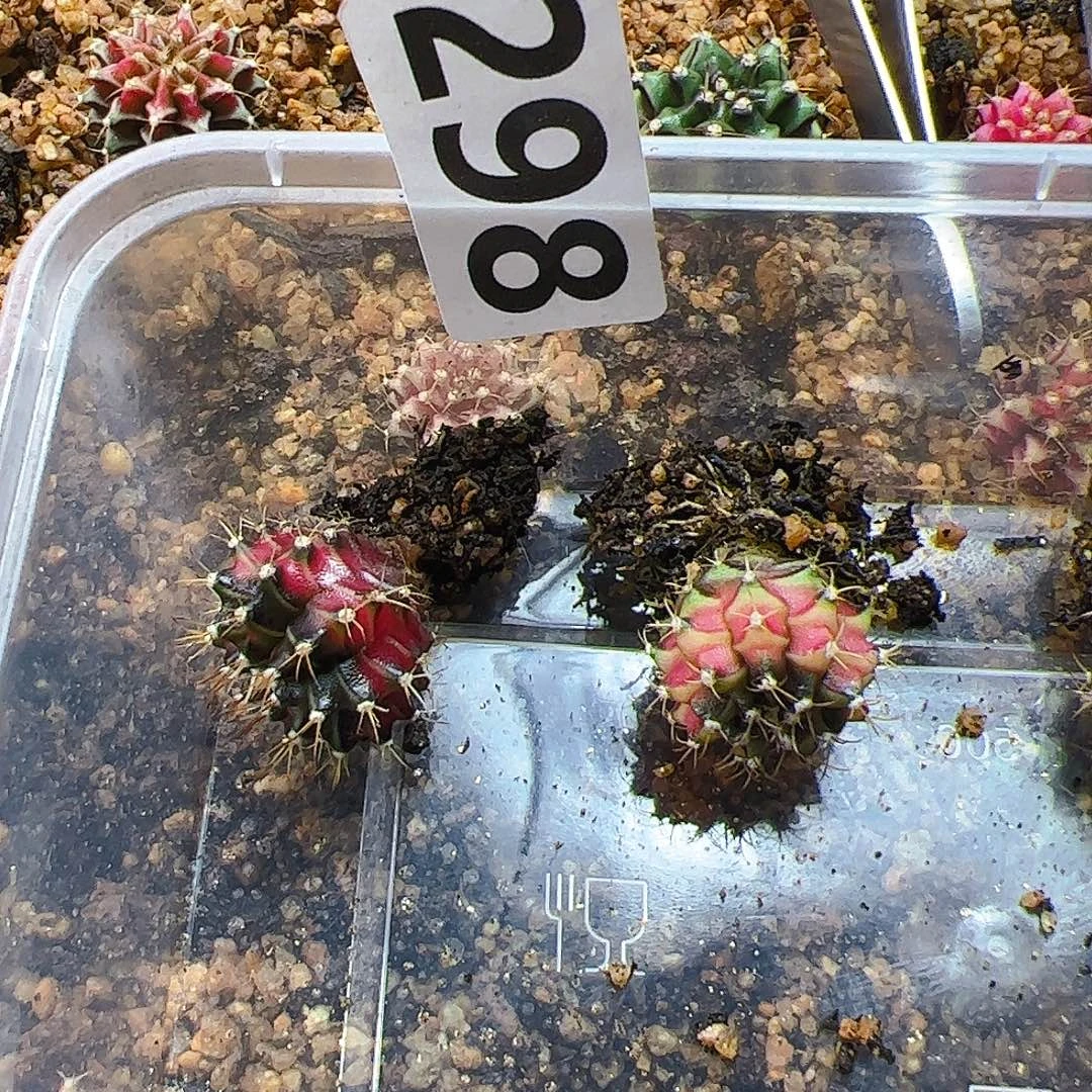 大***️当前无花栽培后可以开花298
