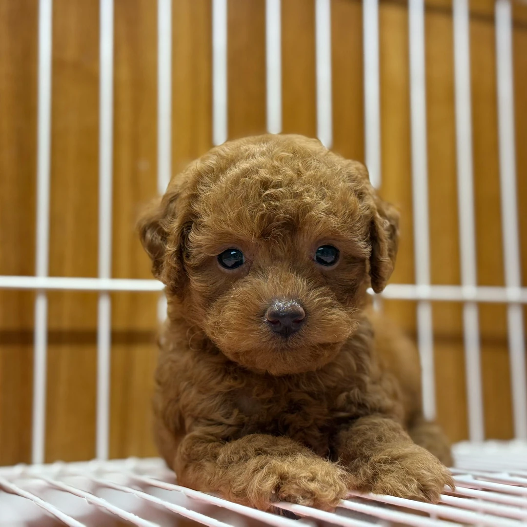 纯种可爱小体型泰迪幼犬长不大贵宾犬宠物活体