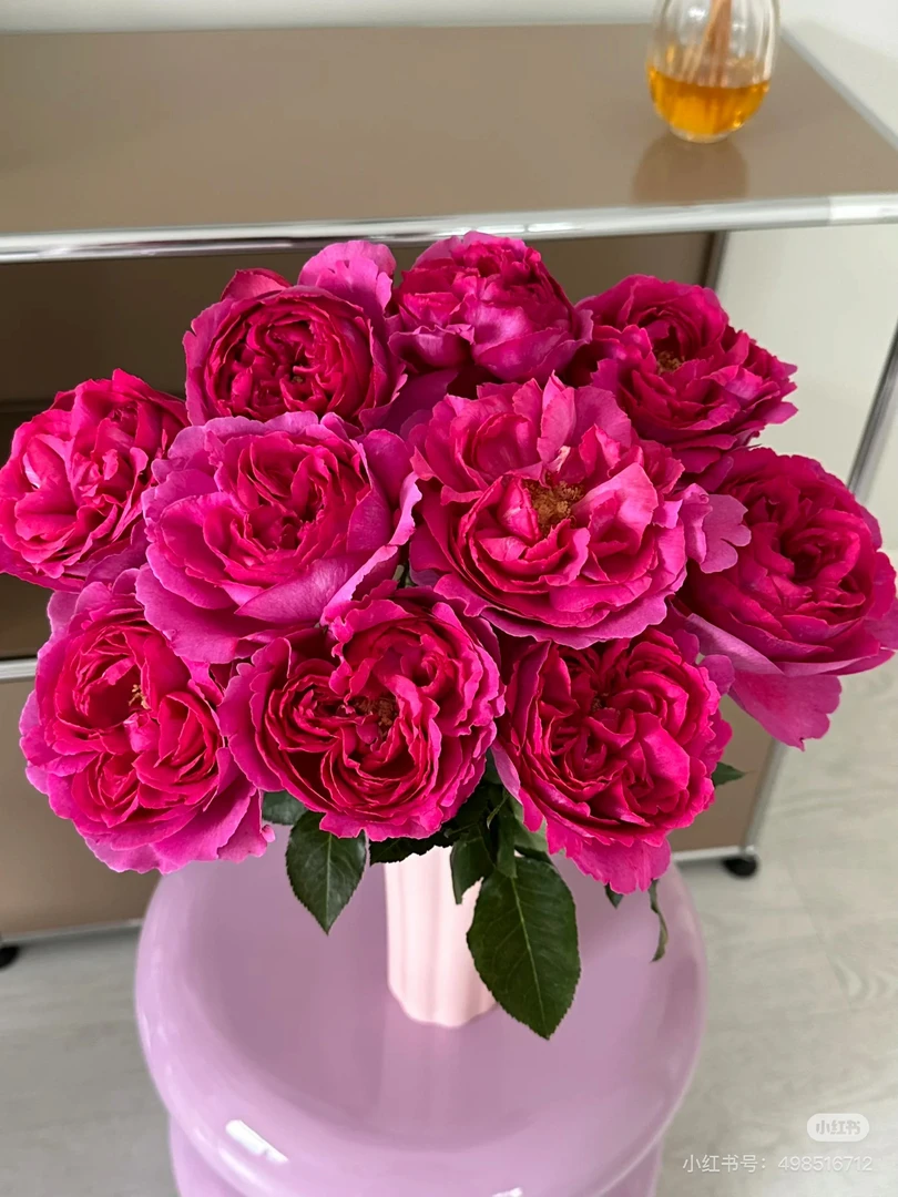 （德芮尔）伊芙花环10支！三件顺丰空运20%不售后