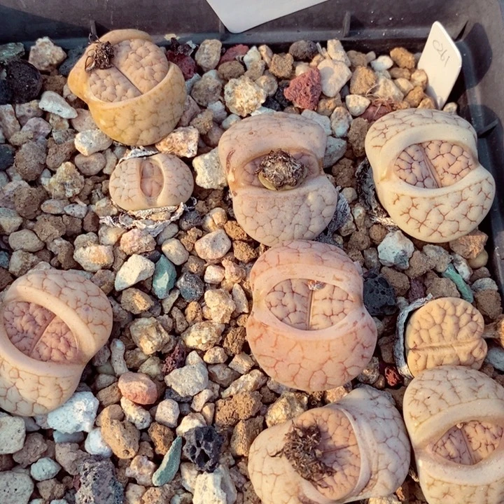 我是一只小小鸟地域鬼的725