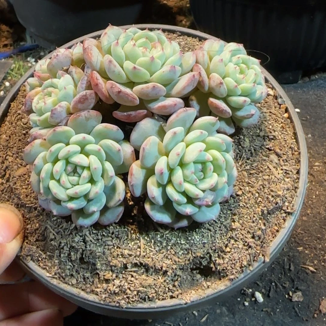 白胖子一物一拍包装收缩花旱