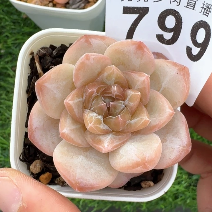 多肉植物