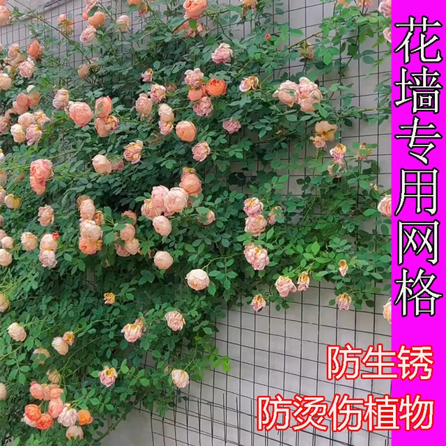 月季爬藤网加粗铁丝网面款花架网格架蔷薇花铁线莲藤曼植物攀爬网