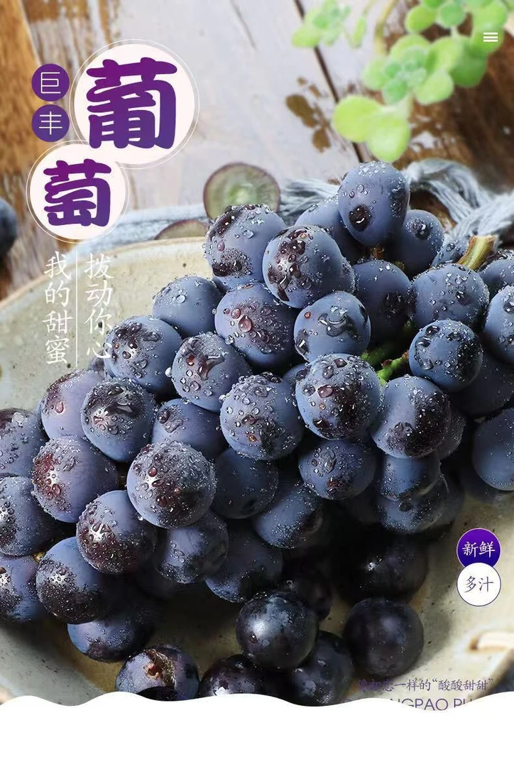 顺丰包邮巨峰葡萄多汁1-5斤酸甜可口孕妇水果新鲜现摘果园发