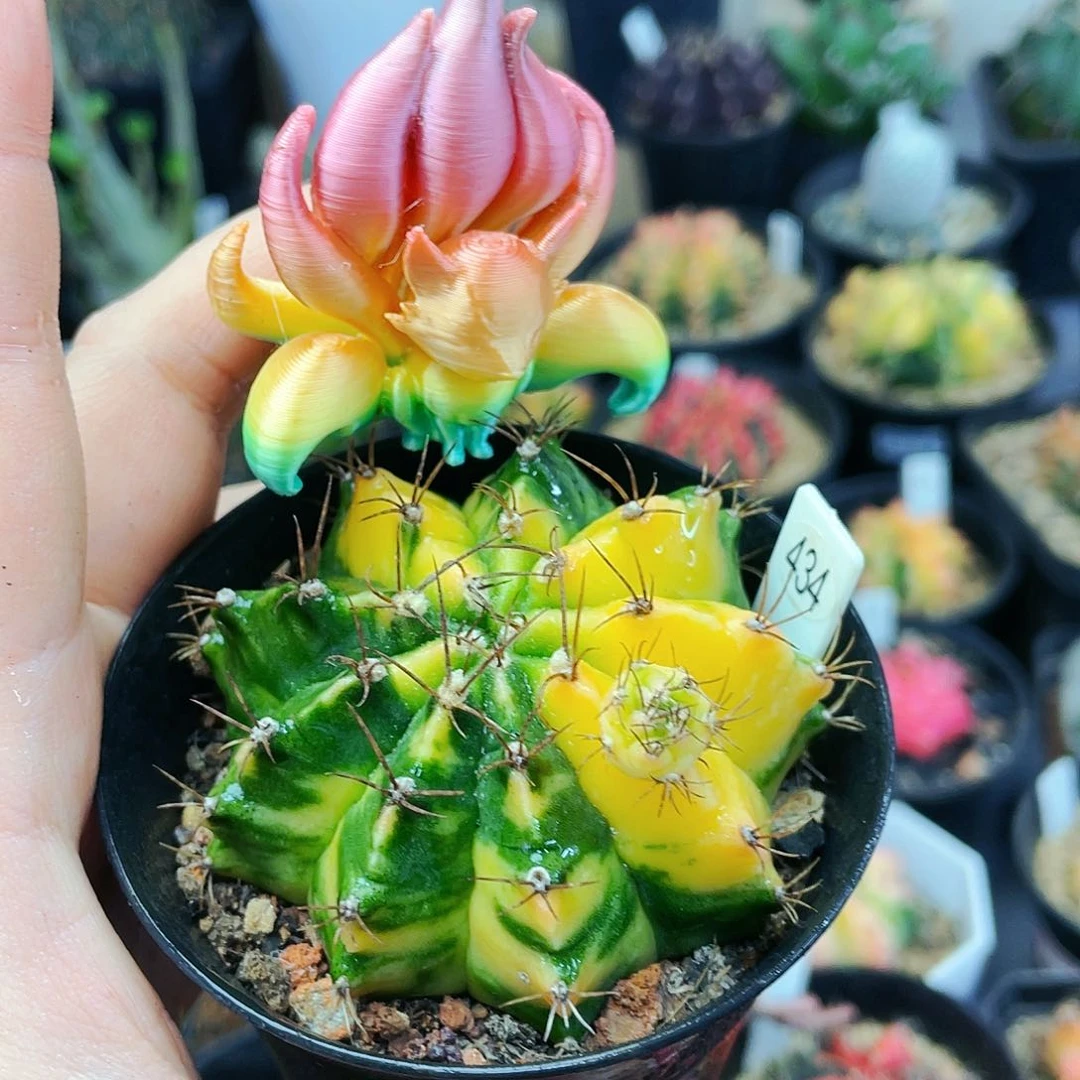 晓**Y非偏远地区满25包邮仙人球