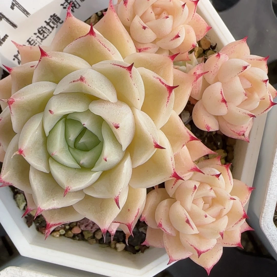 花语逸镜0201-211