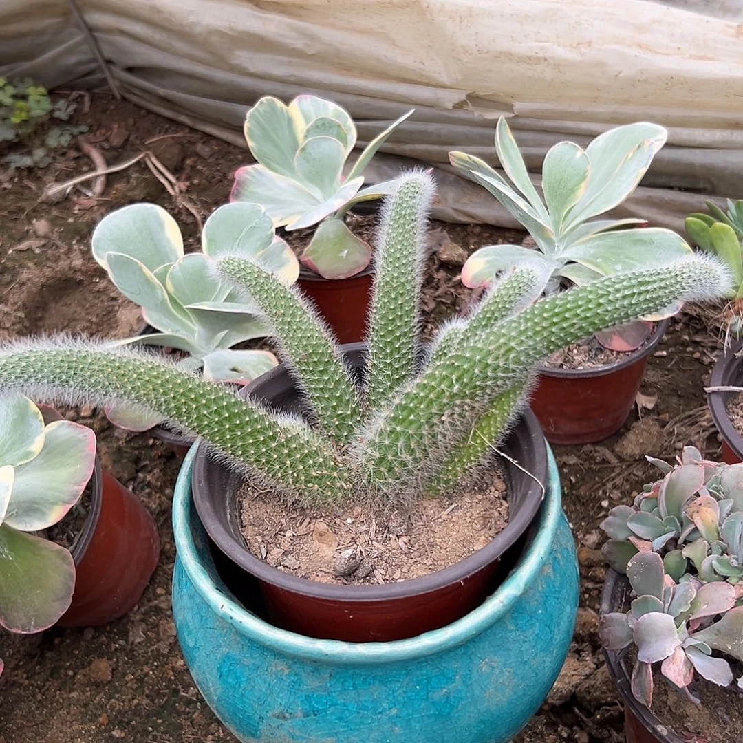 多肉植物九尾狐群