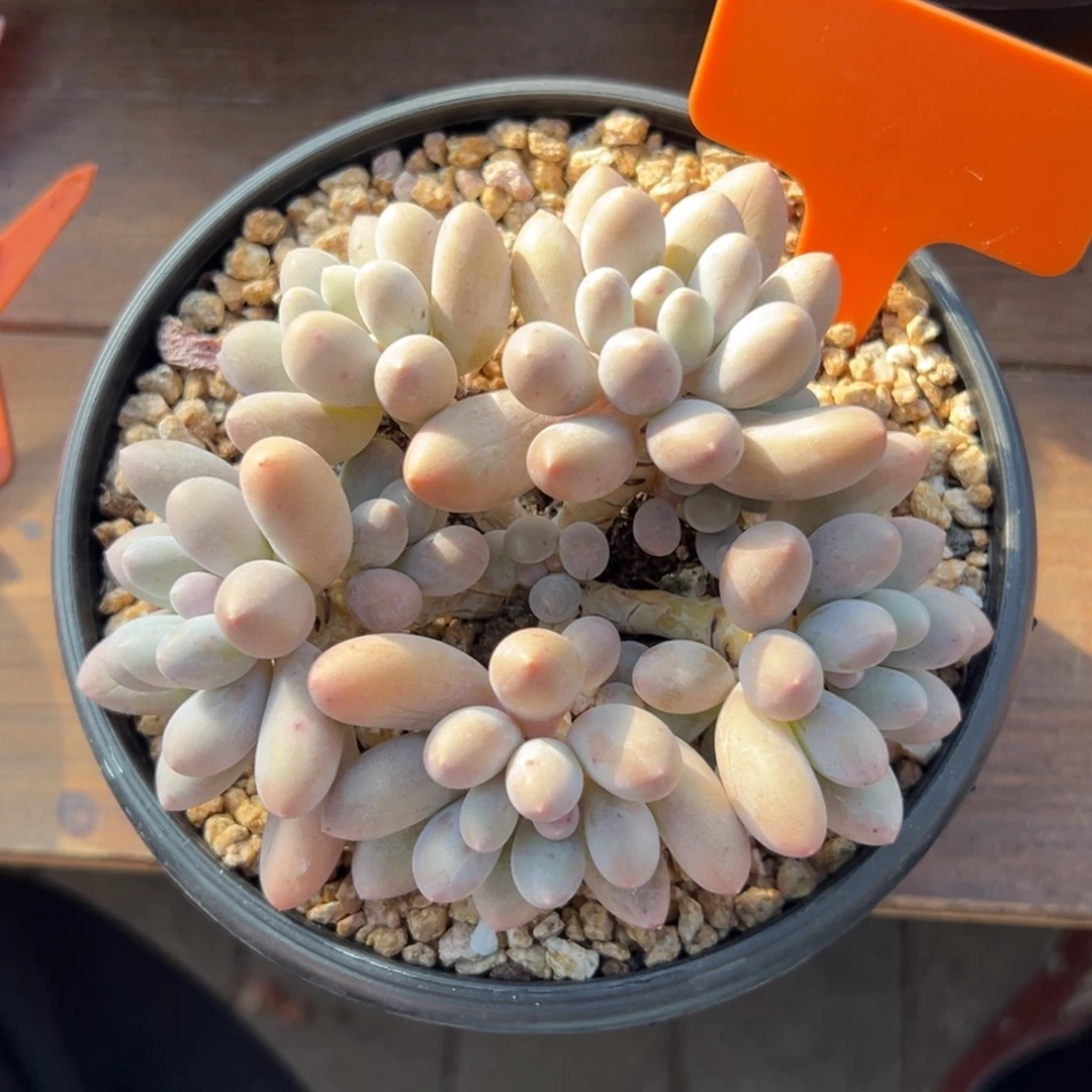 特价汤圆11111111111111