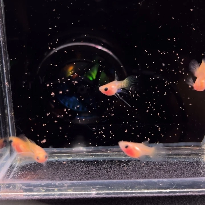 孔雀鱼金蕾丝玻璃猫缎带公普通母6条