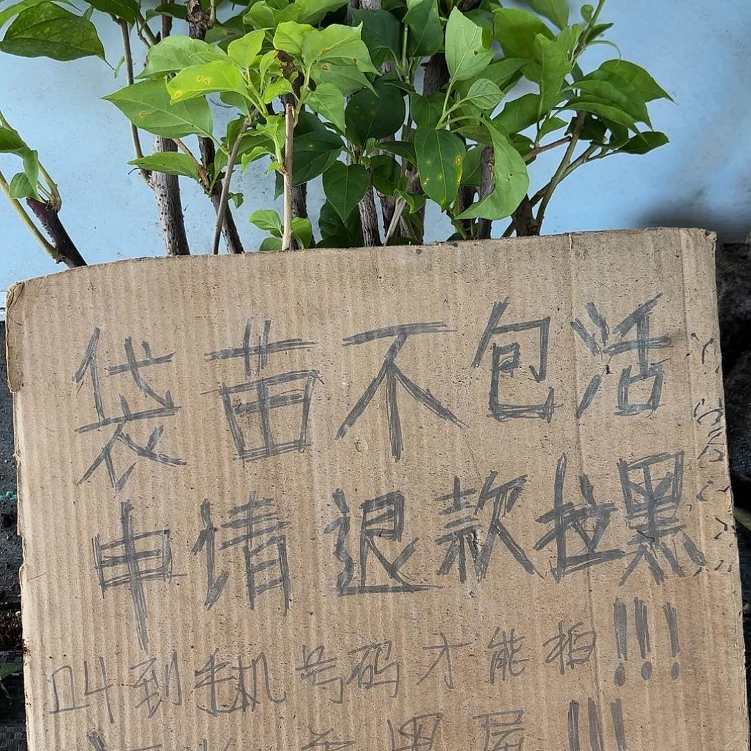 野***友当前无花朵，栽培后可花朵袋苗盲盒12颗不包活25