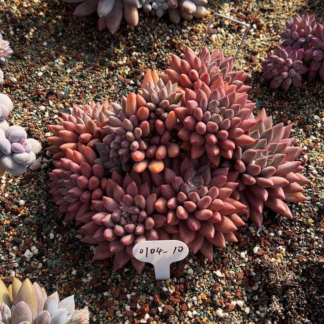 奥***干0104-10红蜻蜓群。。。。