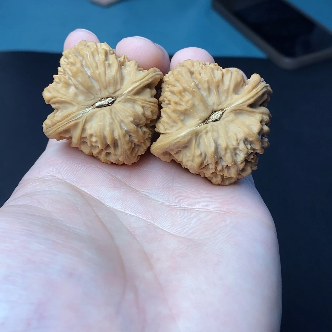 大叶紫檀（黑酸枝木类）南疆