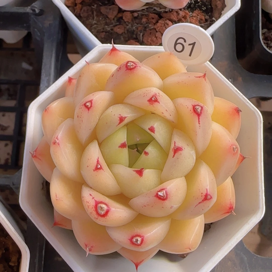 麦秆精控优选一颗黄透