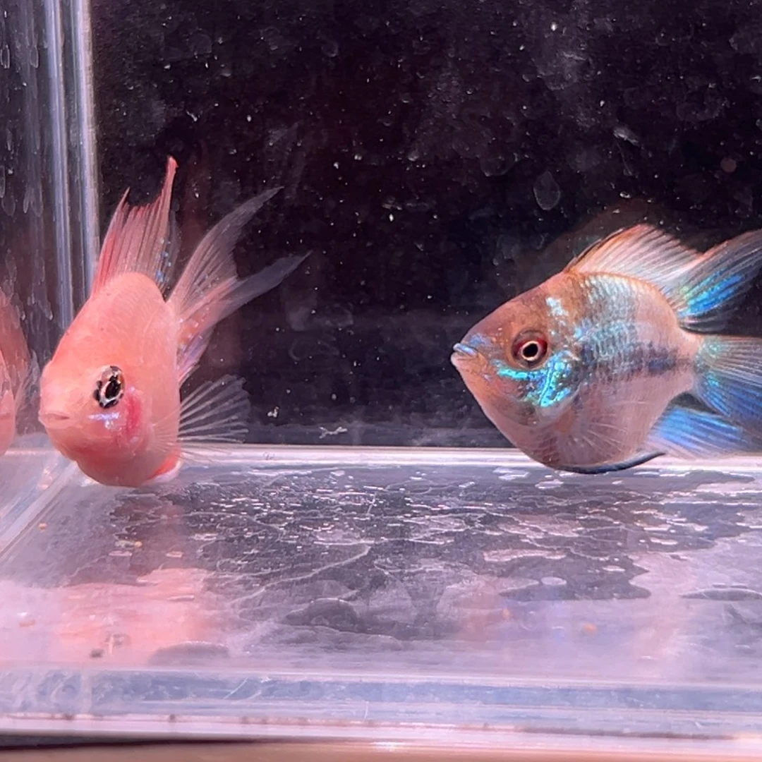 孔雀鱼金波一条送一条