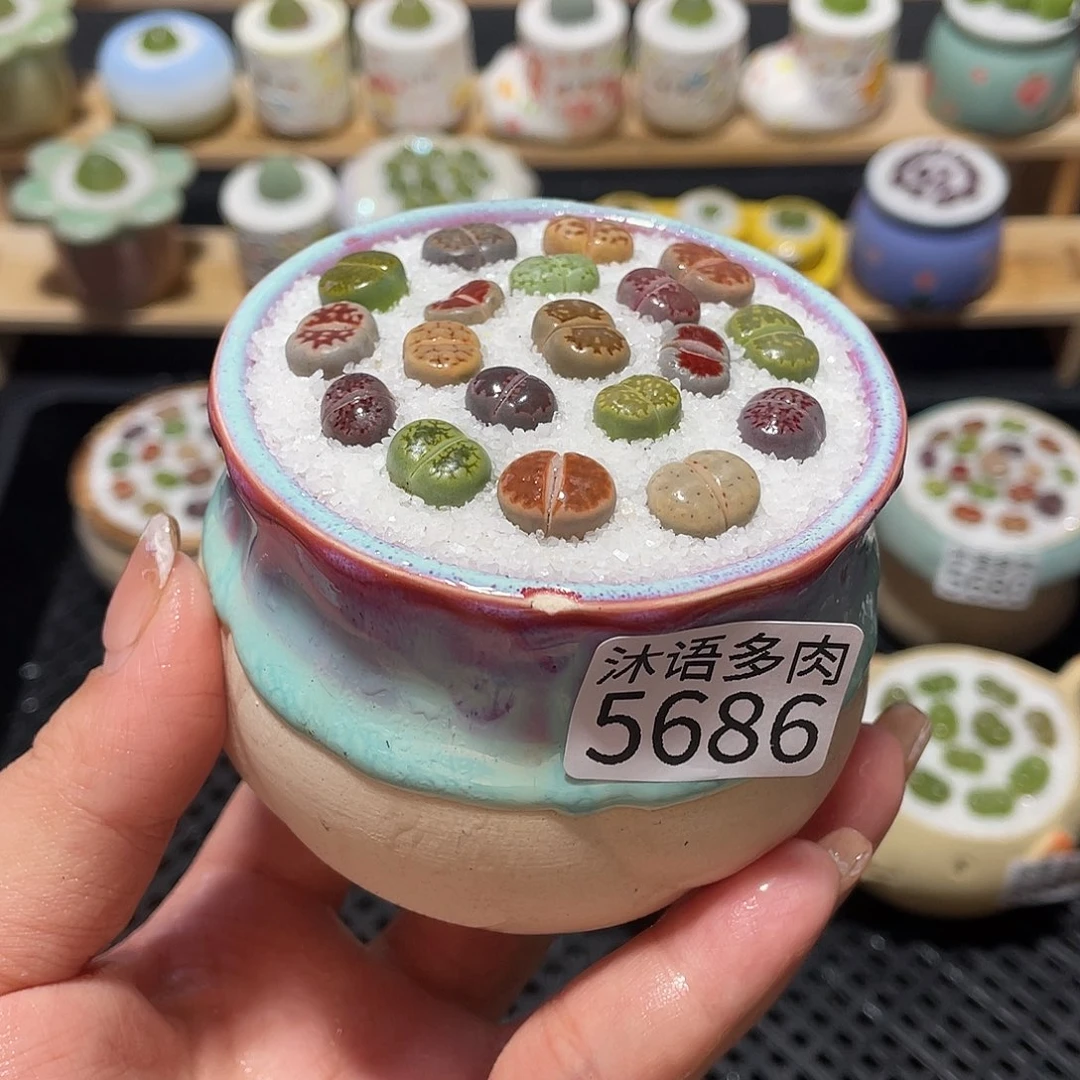 带盆土植物 一物一拍5686盆微瑕