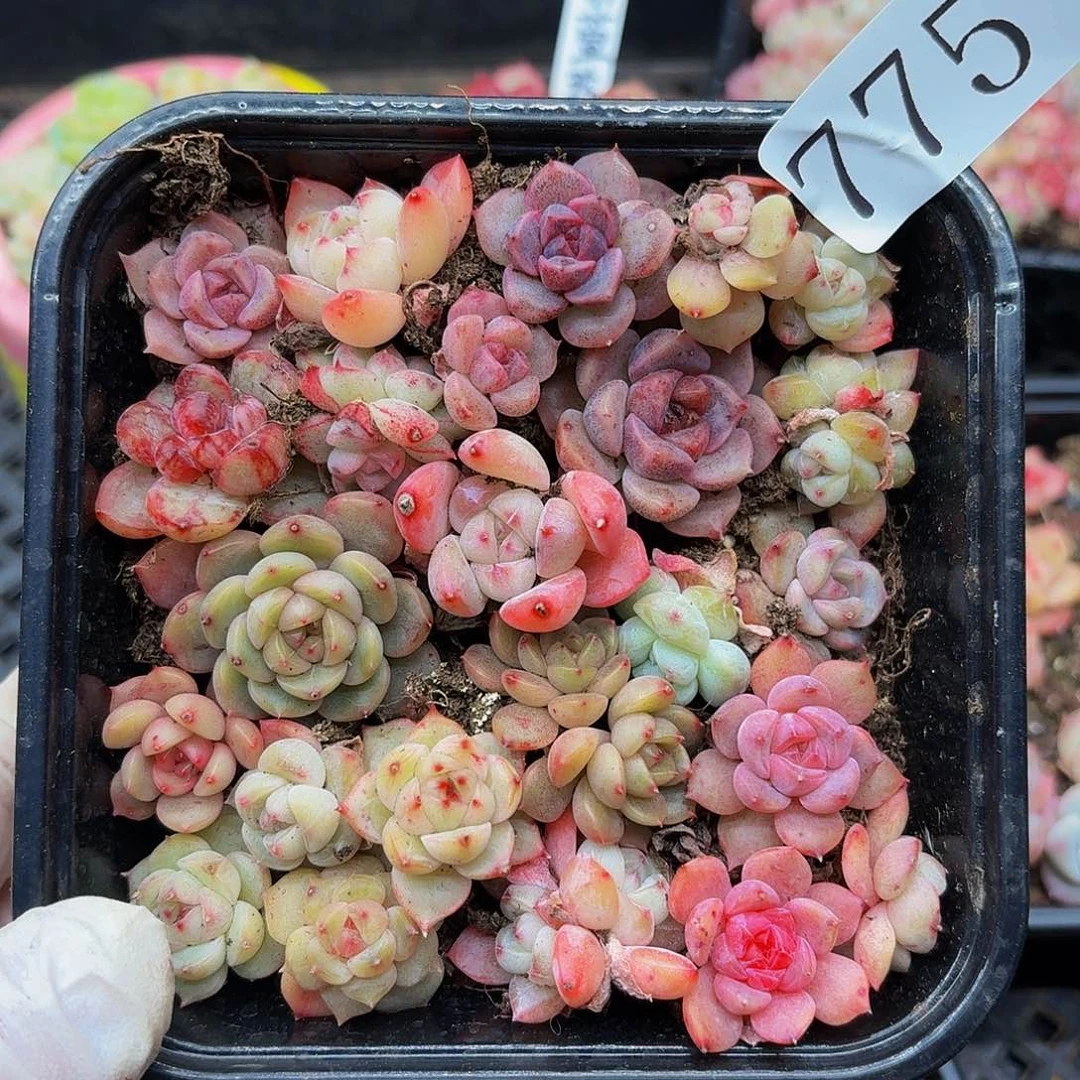 多肉植物多肉植物775