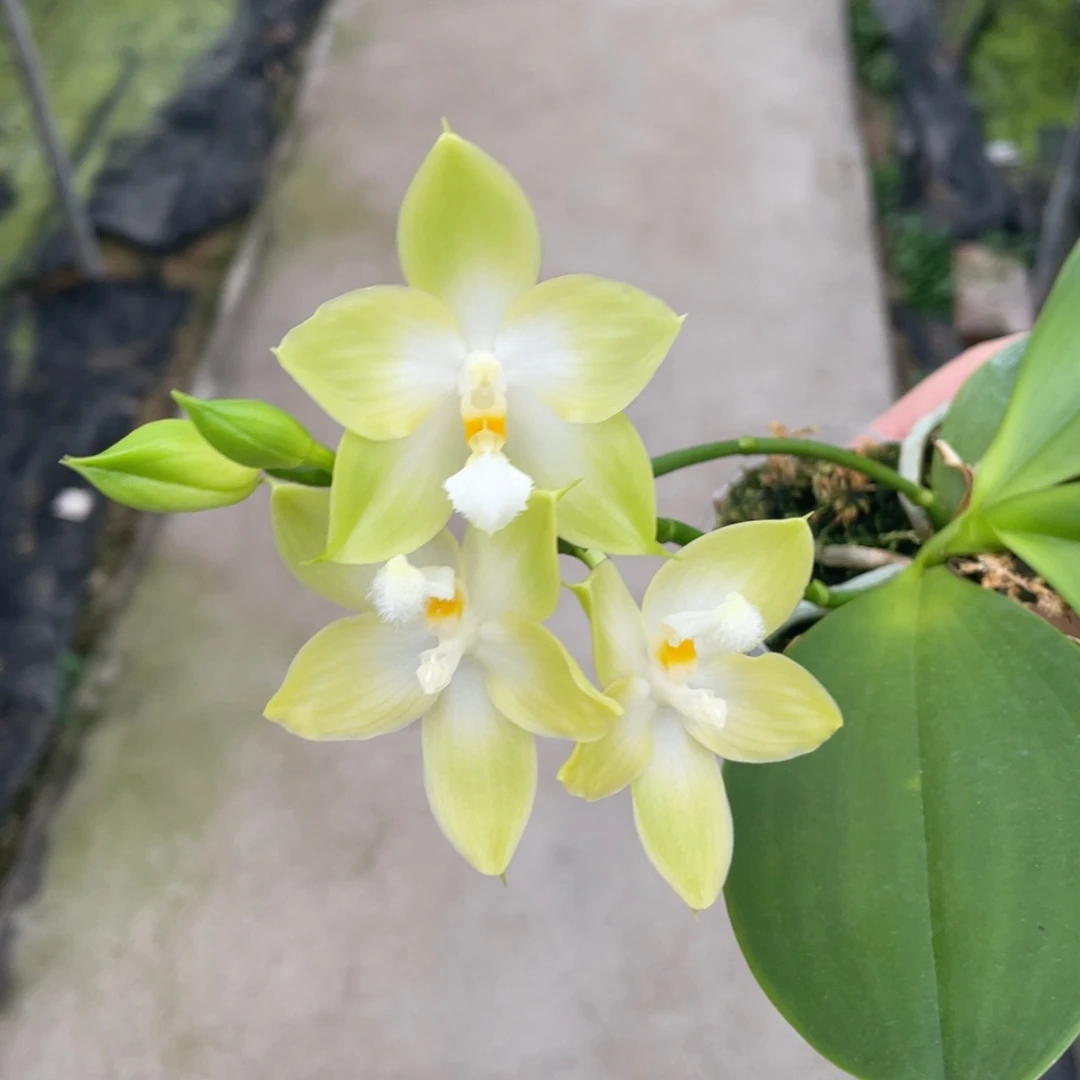 大部分开放少量花苞铁爪21dp