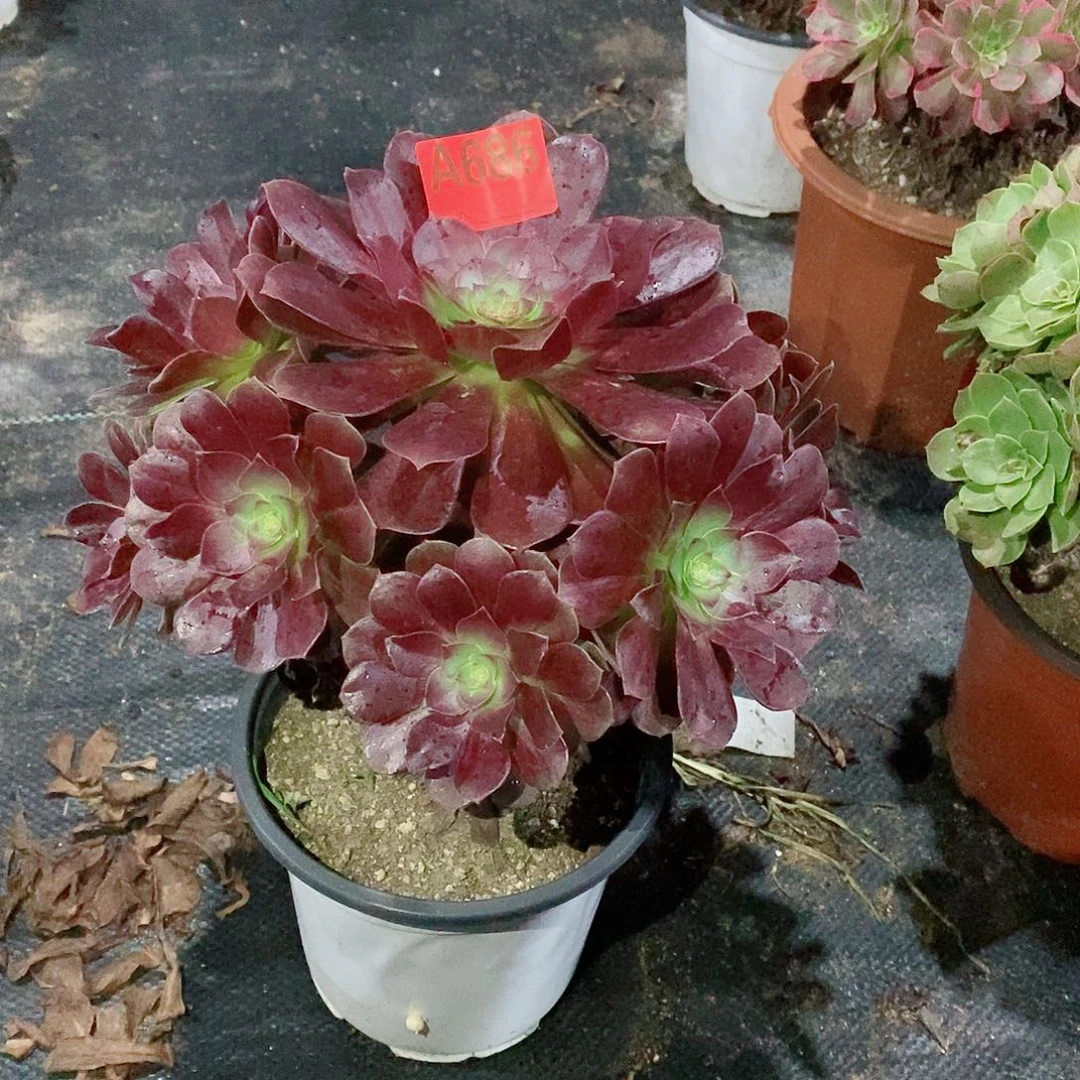赤焰莲686多肉111111