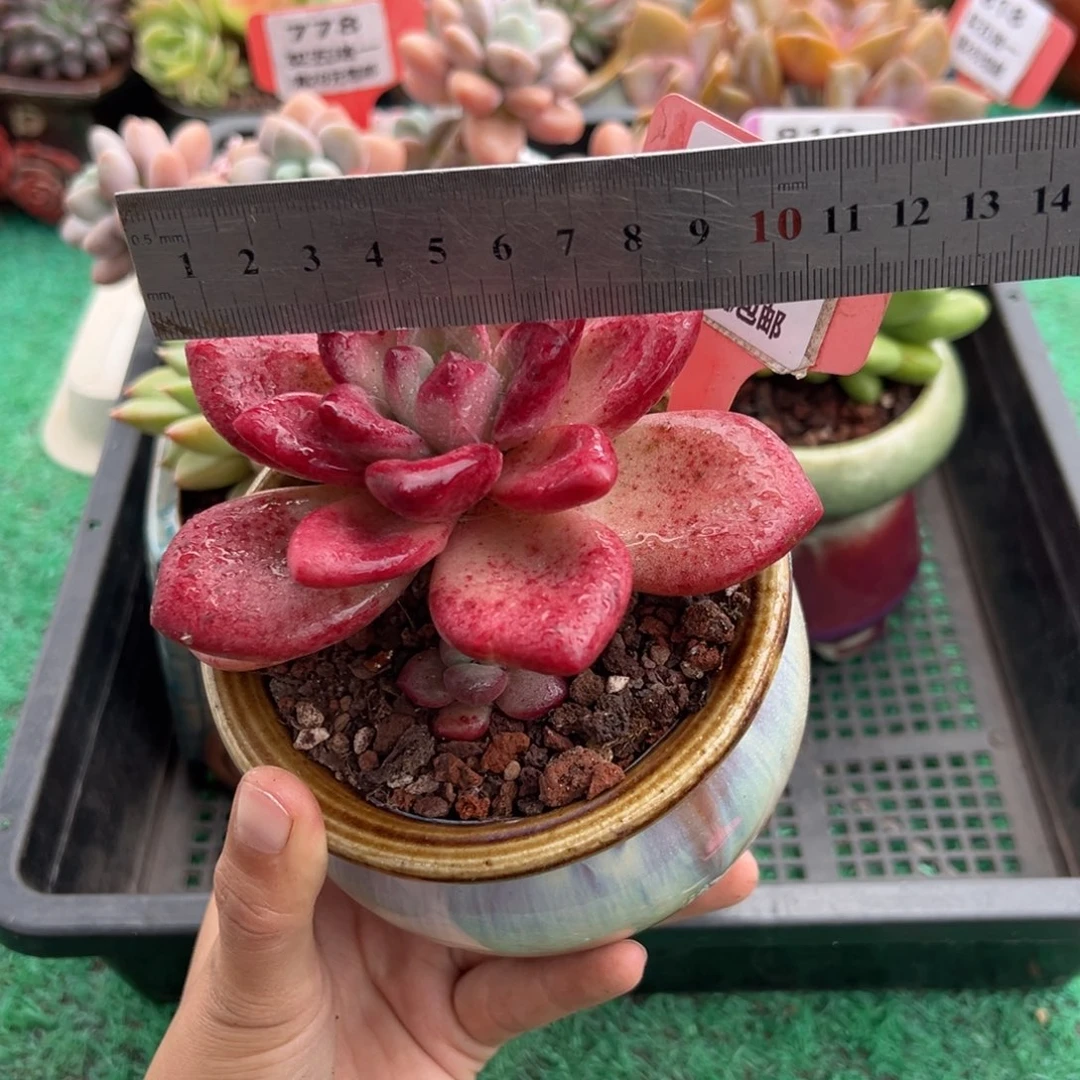 表妹精品多肉植物820.