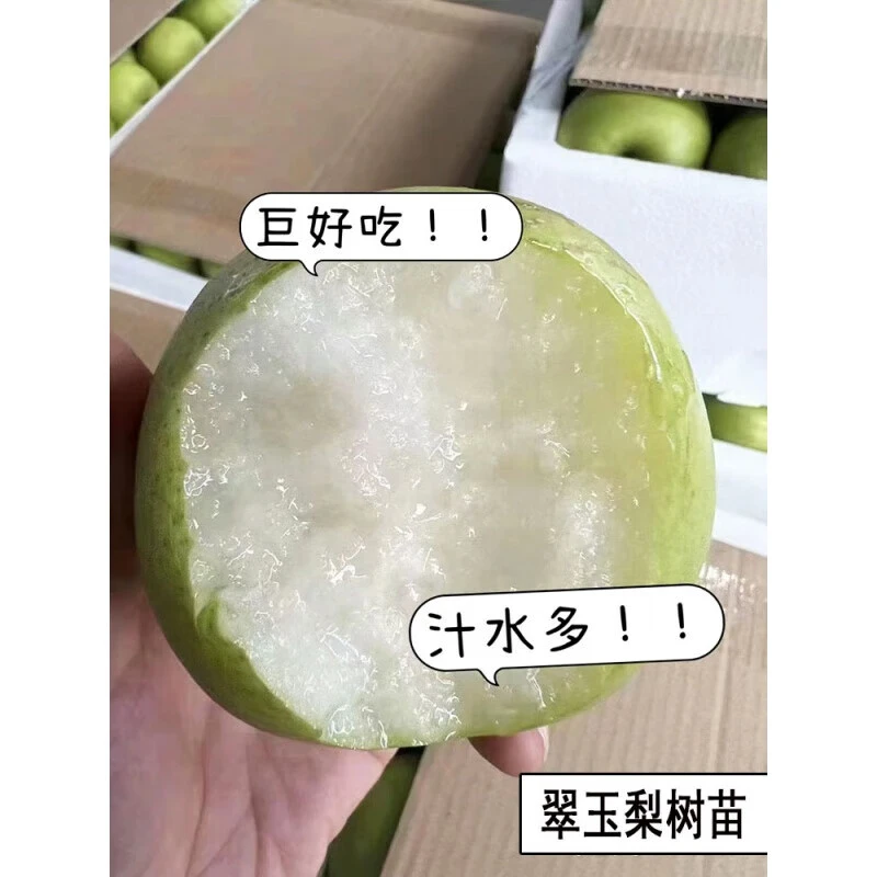 早熟青皮梨树苗嫁接518翠玉梨树果苗梨树活苗南方北方种植果树苗