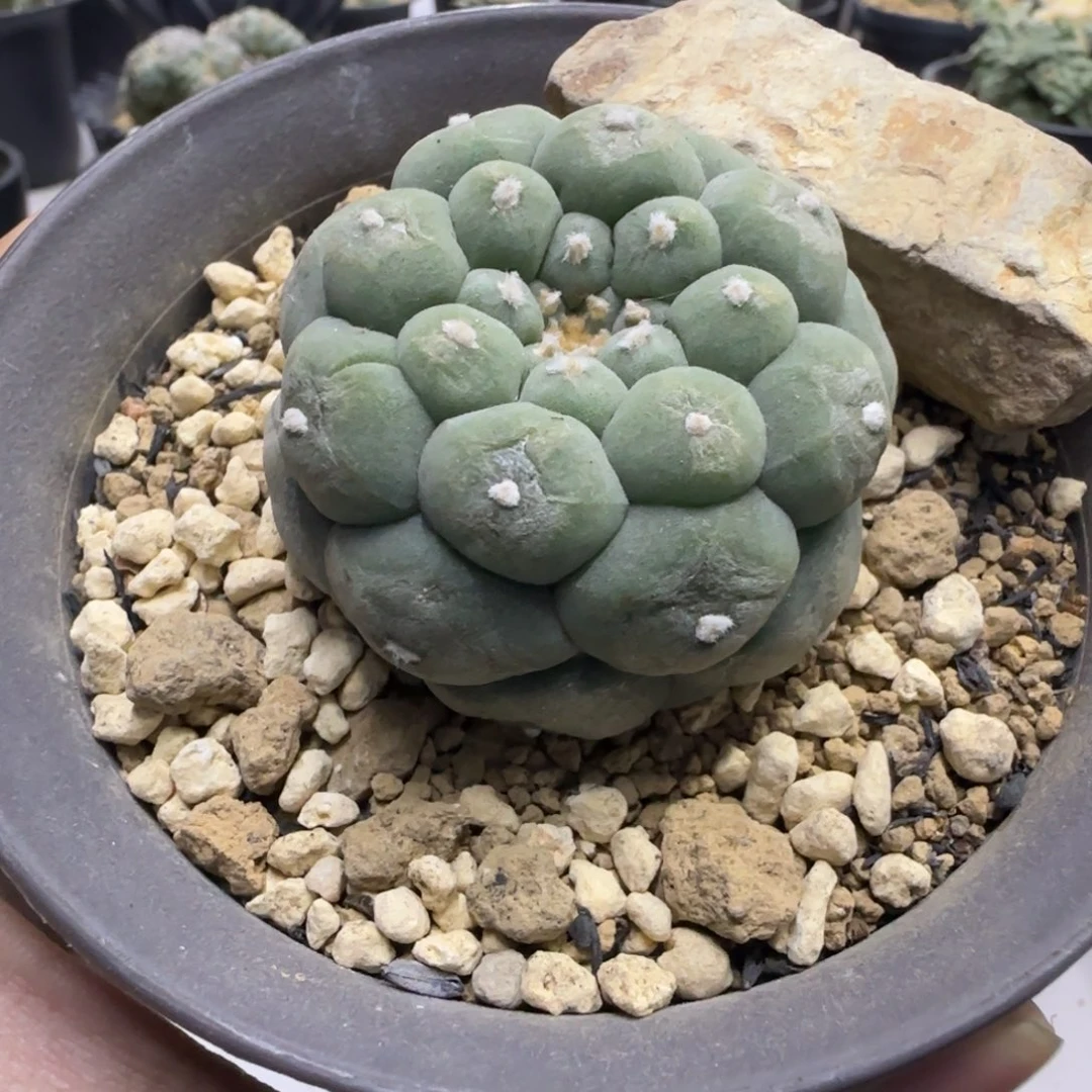 盘*多一物一拍所见即所得