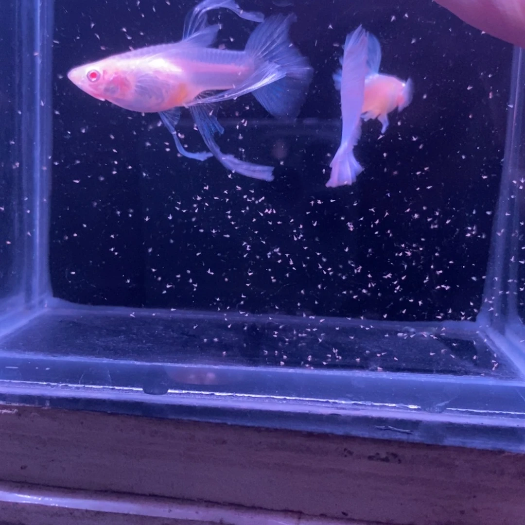孔雀鱼蓝白绣球一对