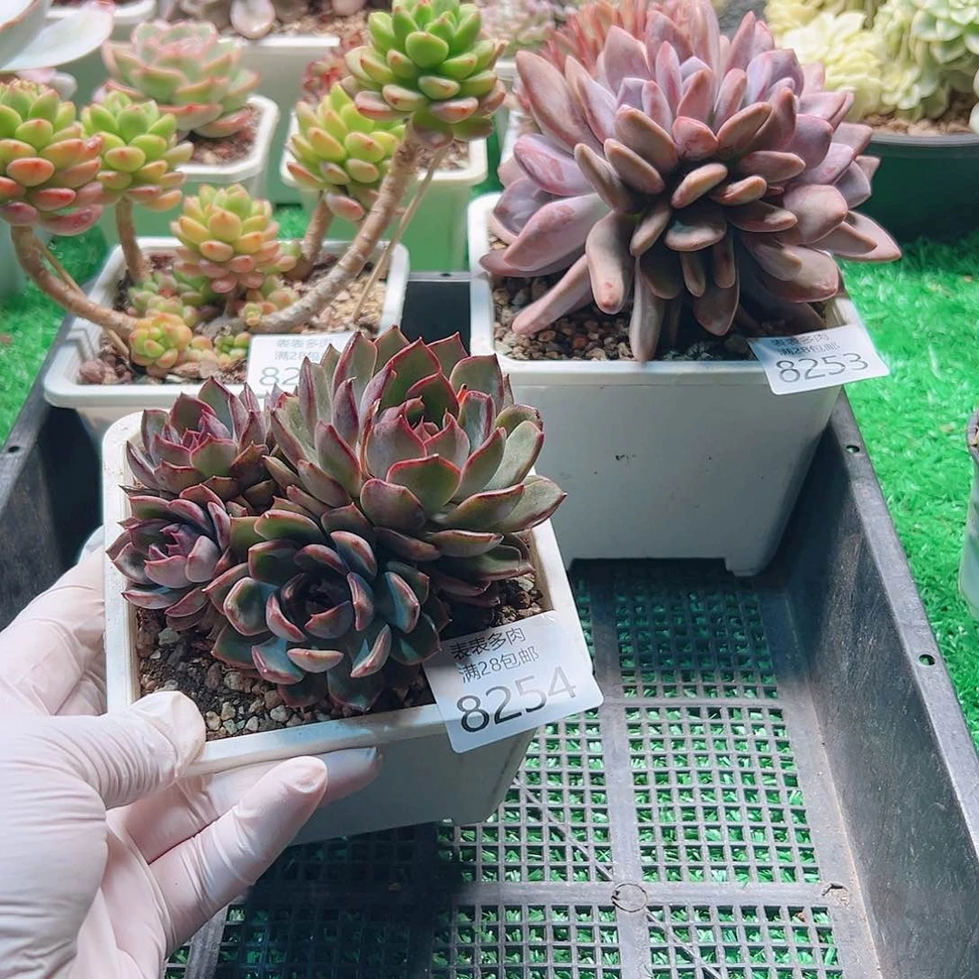 无花朵多肉一物一拍8254