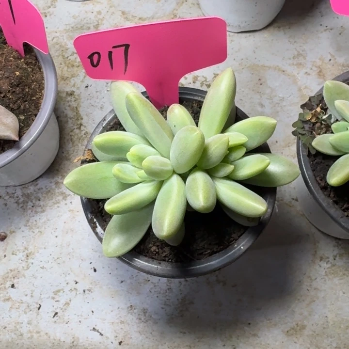 .17橙色奇迹新号福利价