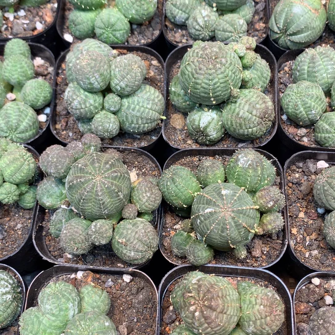 自根 欧布 群生 盆口径7公分