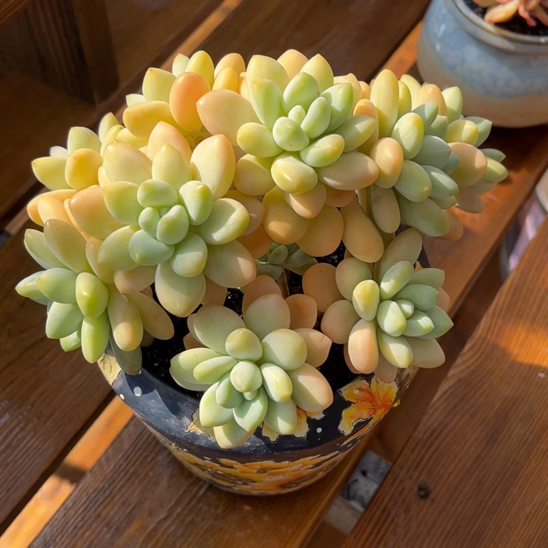 张张精品多肉甄选香水洛神