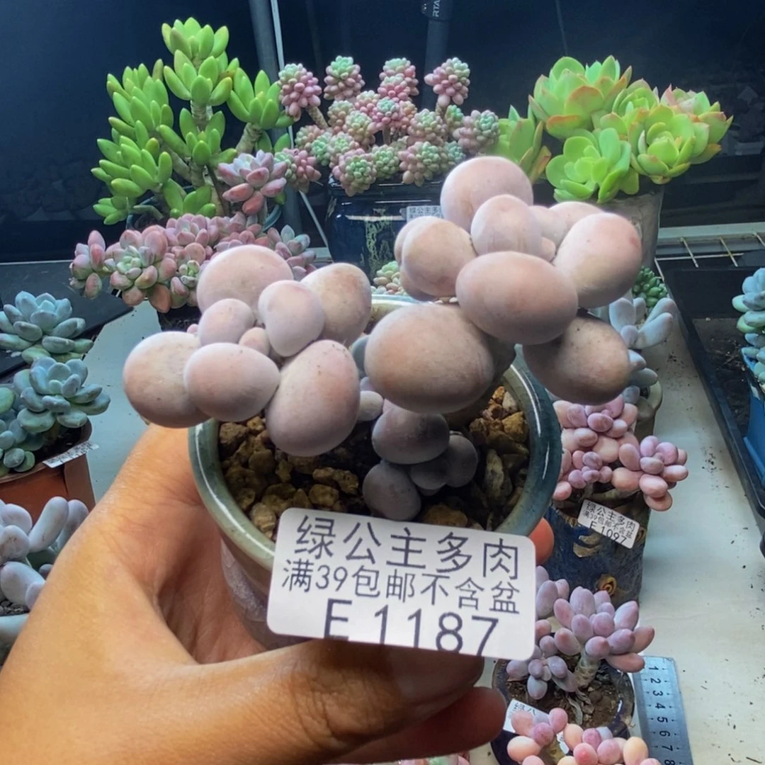 187芭比奶多肉5c m