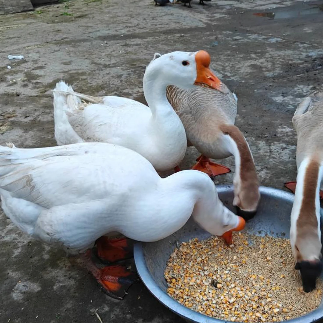 220天生态喂养散放鹅「天燕农场」