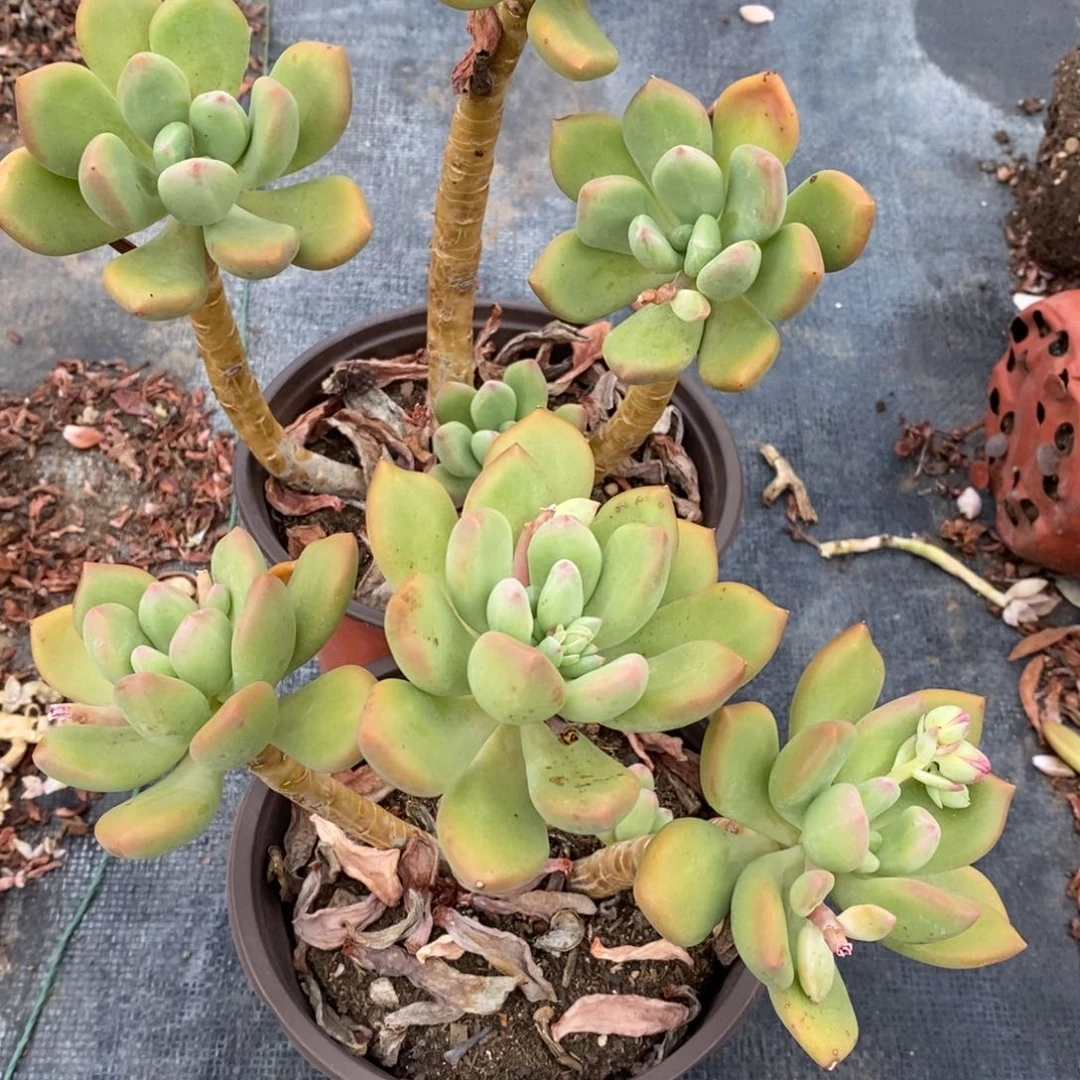 清新美人三头起发两盆