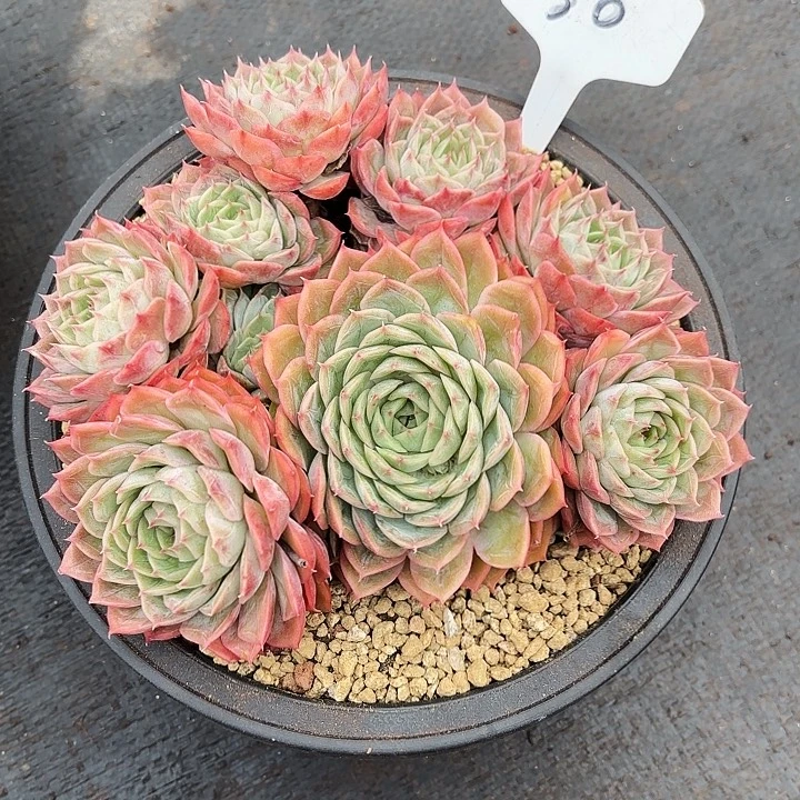 多肉植物，昂斯若50号