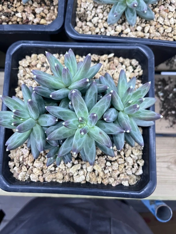 乌拉克拉多肉一物一拍链接